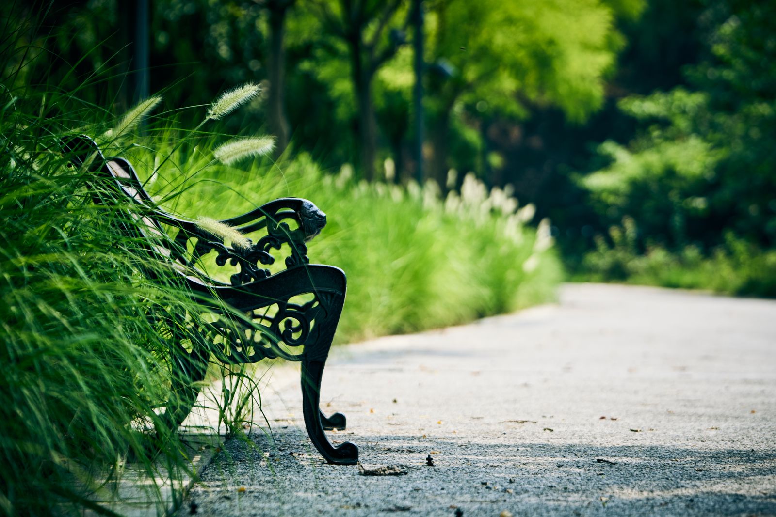Garden path leading to a bench surrounded by greenery