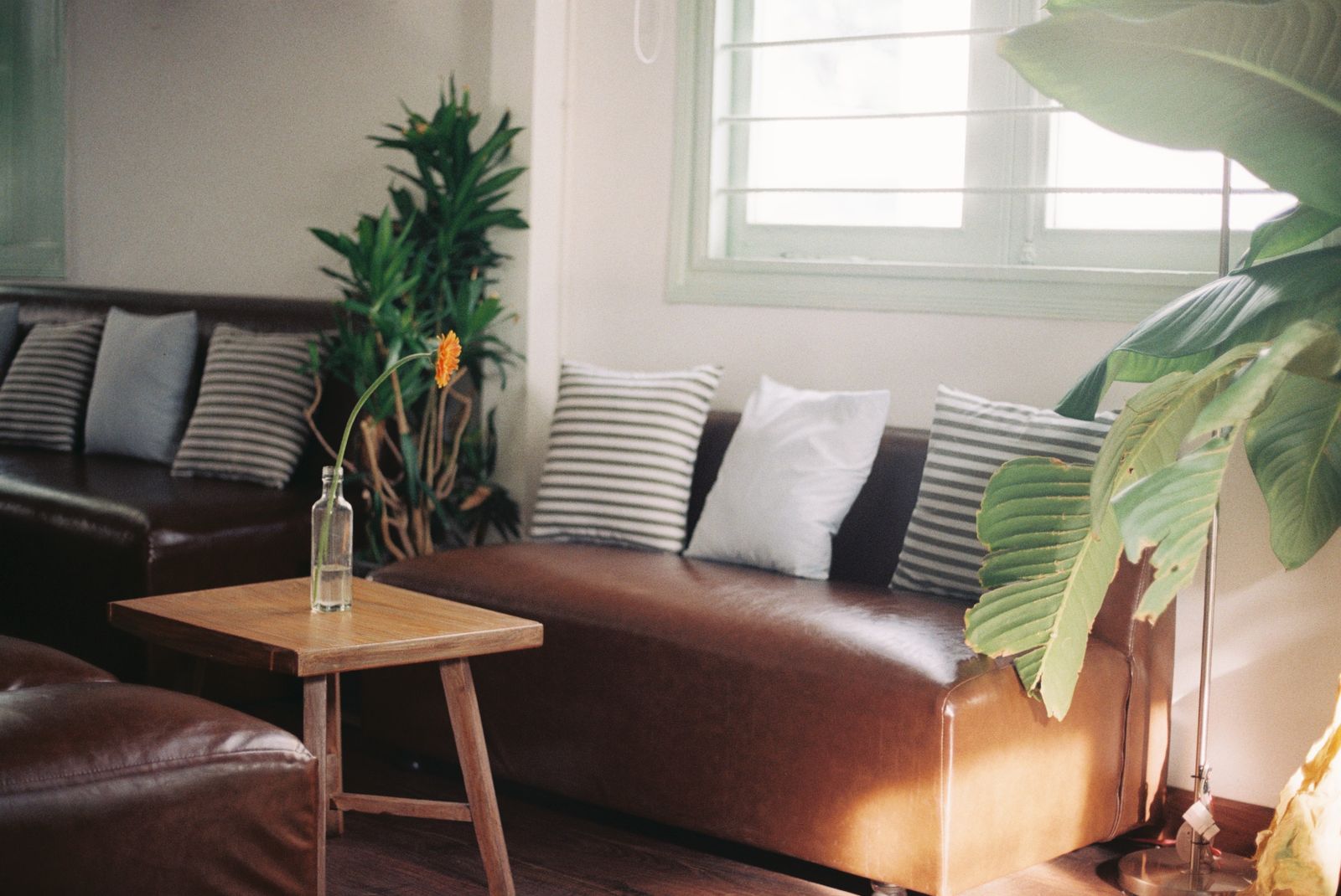 Warm lounge interior with leather sofa, cushions and indoor plants
