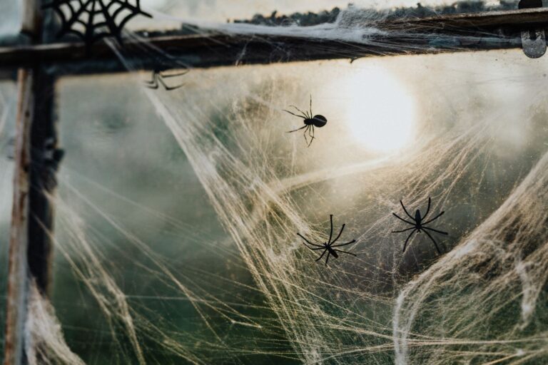 Close-up of spider web and fake spider Halloween window decoration