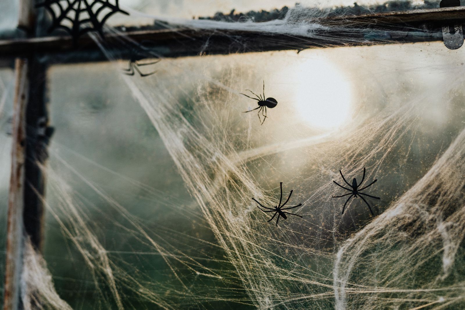 Close-up of spider web and fake spider Halloween window decoration